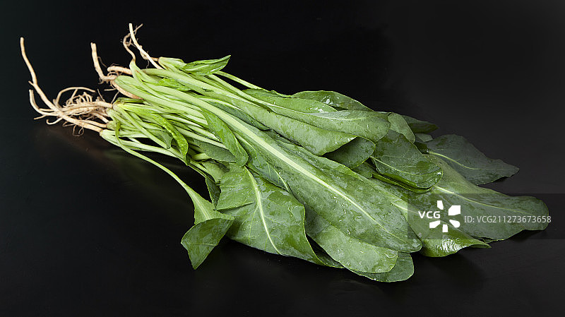 春天里食用野菜板蓝根图片素材