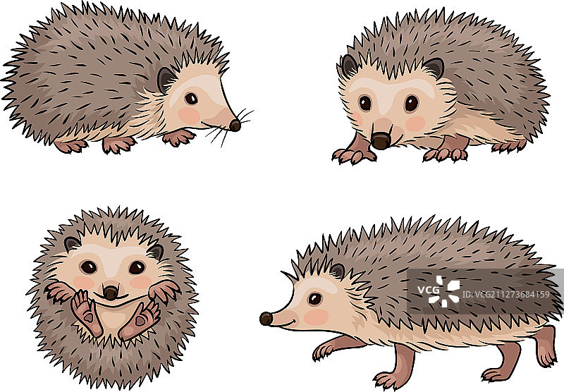 可爱的刺猬图片素材