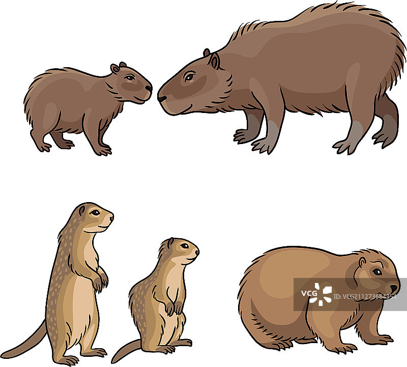 2个啮齿动物组合图片素材