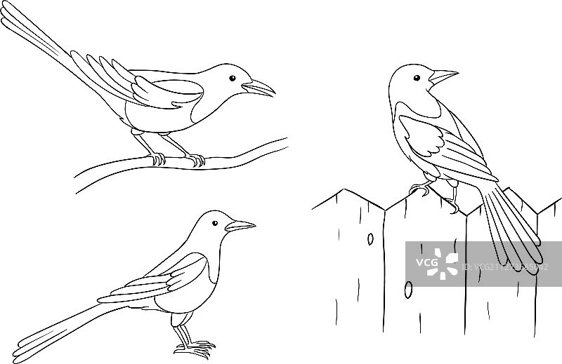 轮廓中的喜鹊图片素材