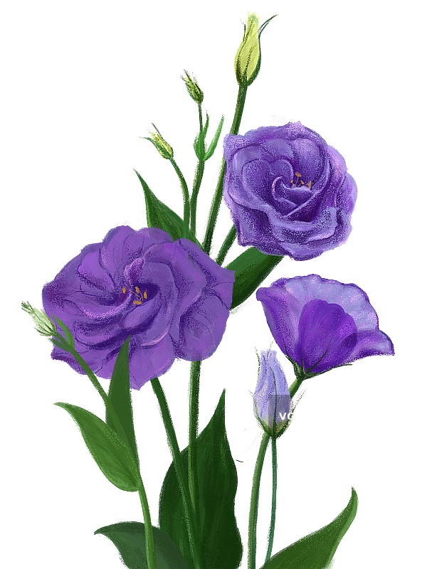 洋桔梗图片素材