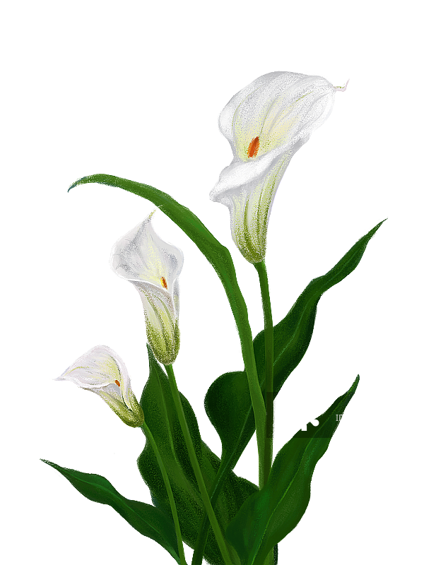 马蹄莲图片素材