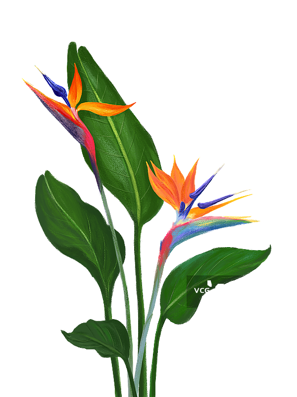 鹤望兰图片素材