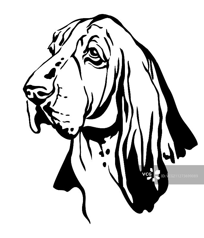 巴吉度猎犬装饰肖像图片素材