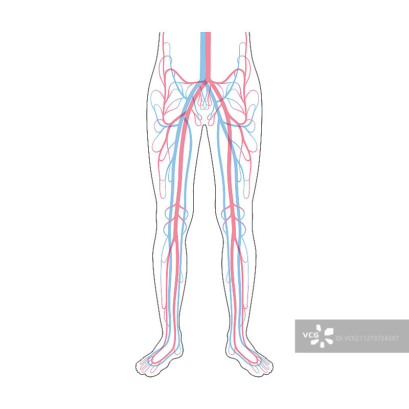 循环系统解剖学图片素材