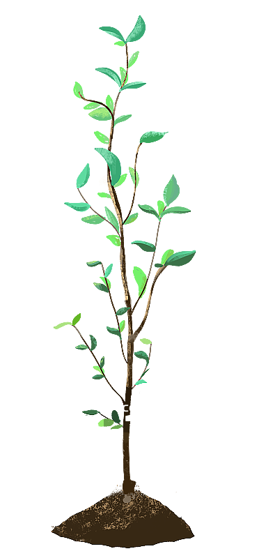 树苗图片素材