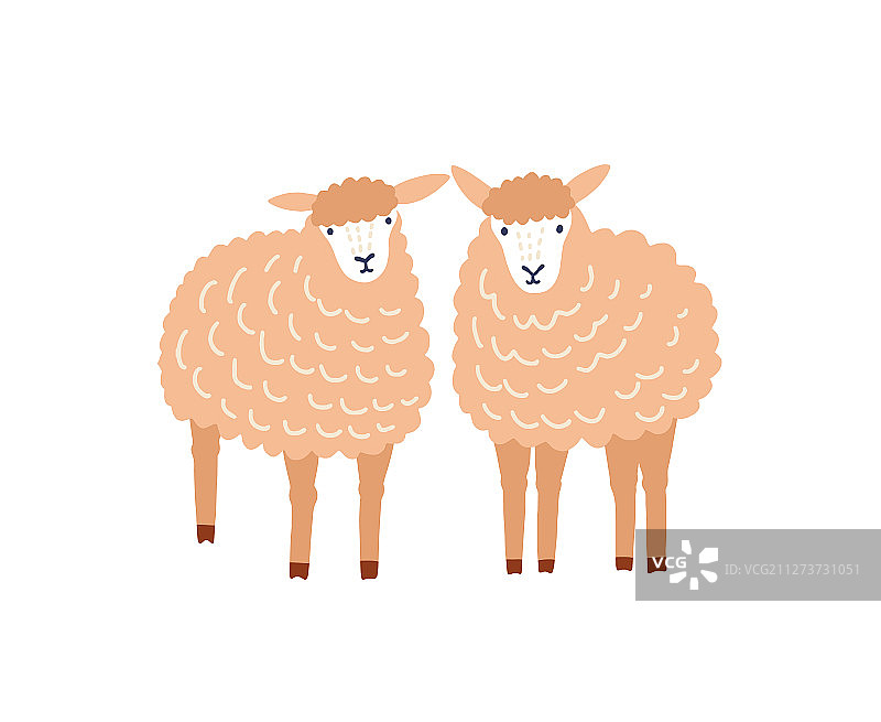 两只可爱的扁平风格绵羊图片素材
