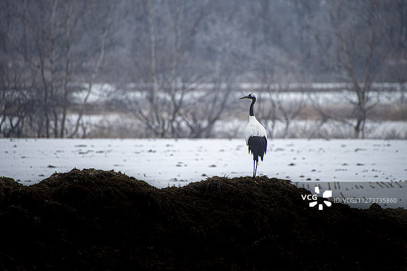 一只孤独的鹤图片素材