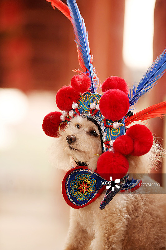 故宫中的贵宾犬图片素材