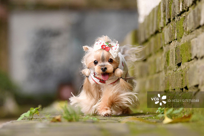 街头的小狗图片素材