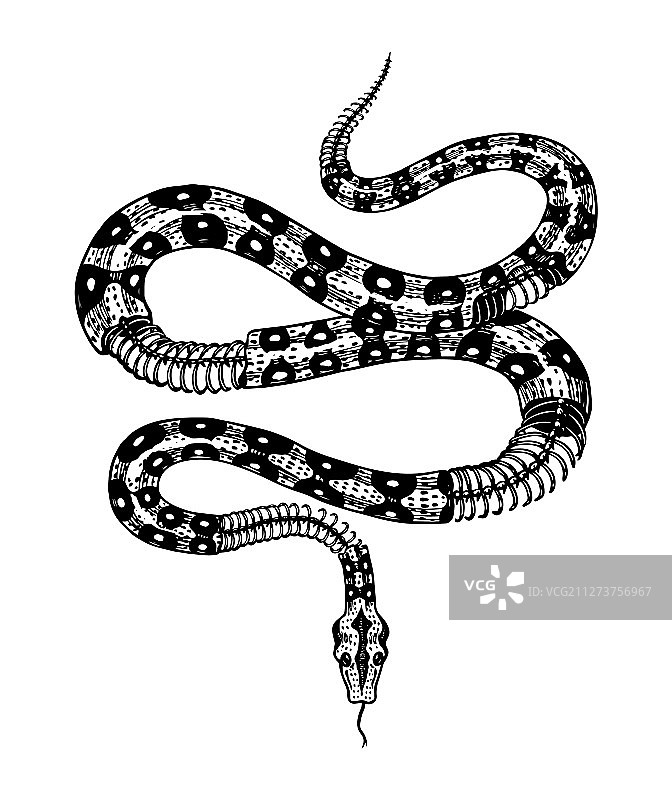 复古风格的半骨骼奶蛇图片素材