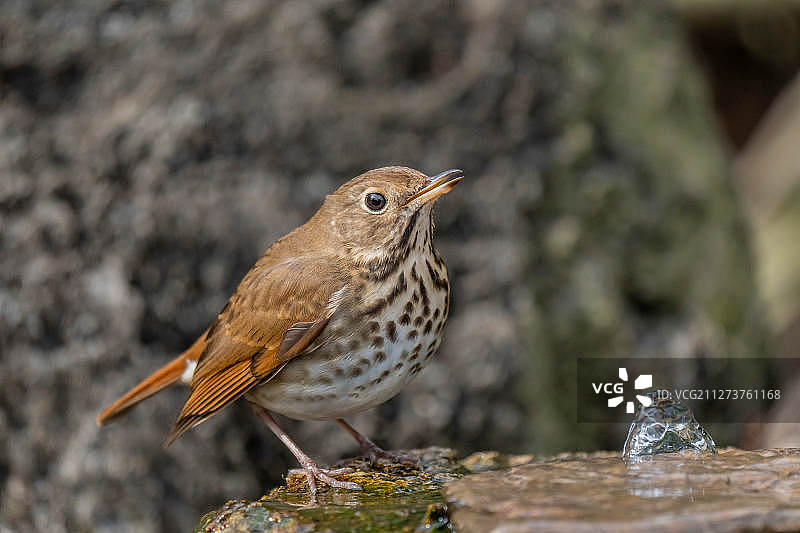隐士鸫鸟图片素材