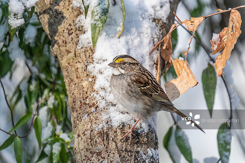 White-throated麻雀图片素材