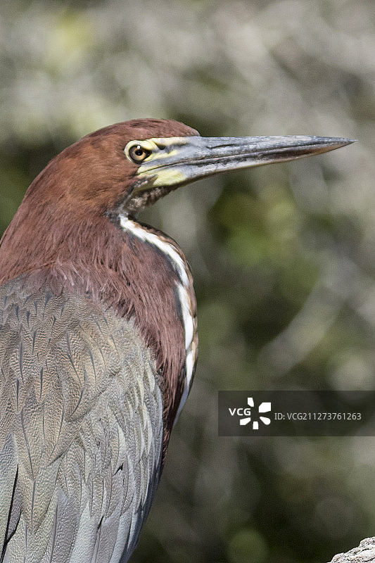棕红虎鹭特写图片素材