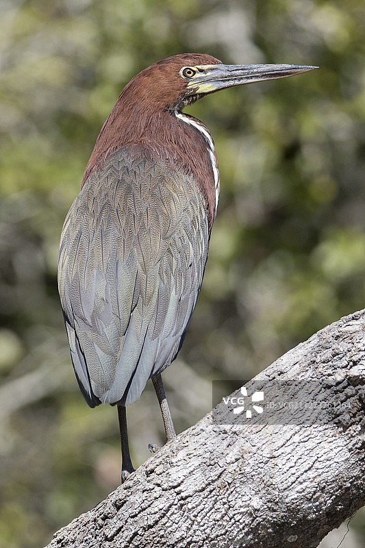 红虎鹭图片素材
