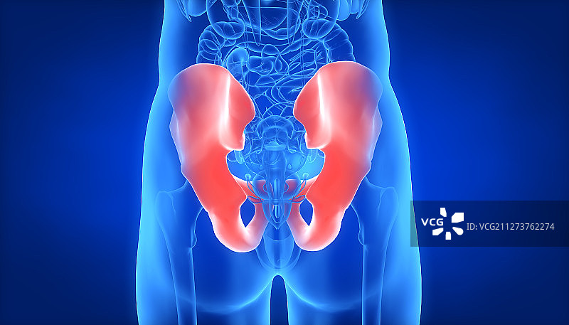 3D人体盆骨背面图片素材