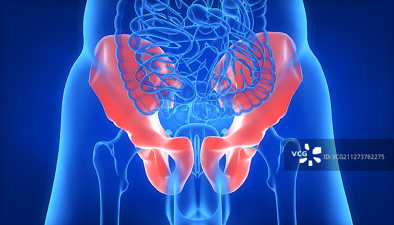 3D人体盆骨正面图片素材
