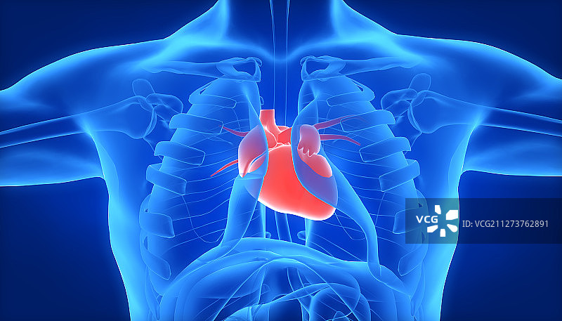 3D人体心脏图片素材