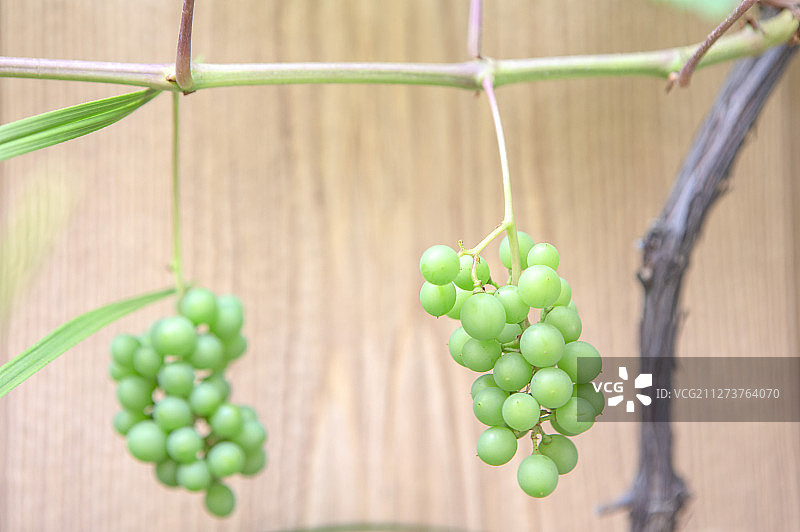 悬挂在藤上的葡萄图片素材