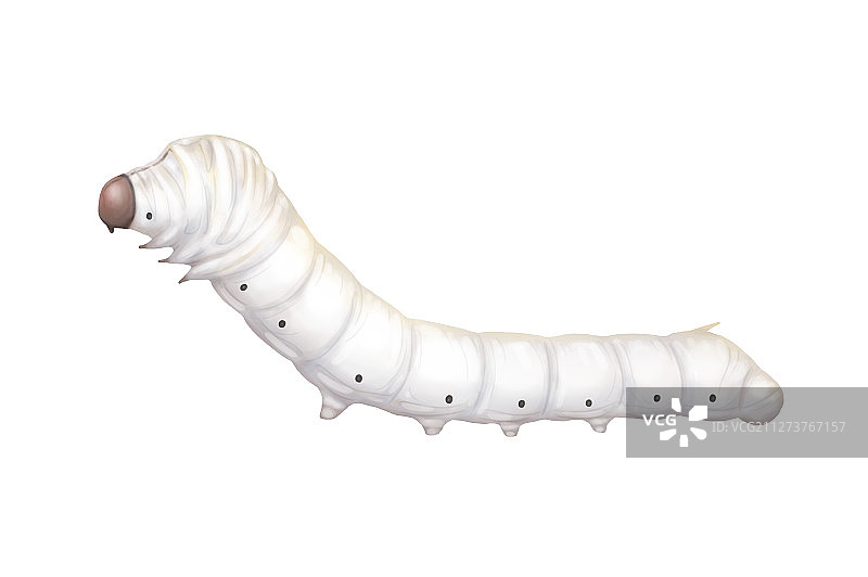 蚕宝宝图片素材