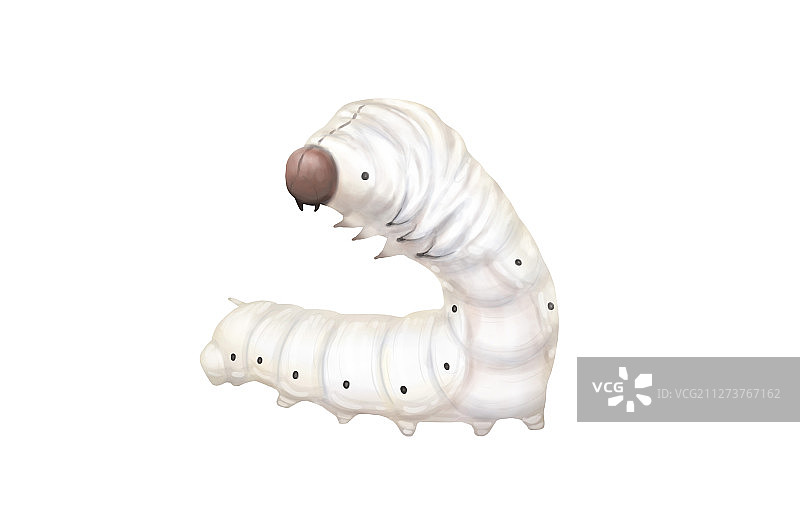 蚕宝宝图片素材