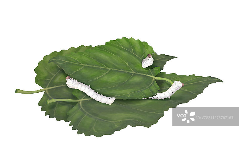 正在吃桑叶的蚕宝宝图片素材