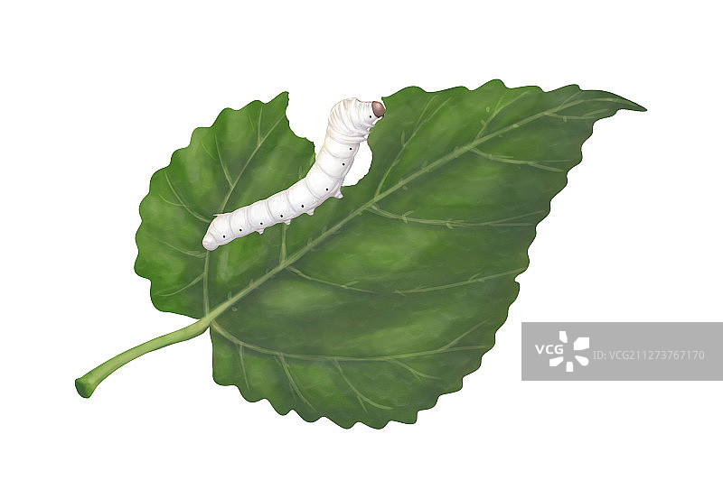 正在吃桑叶的蚕宝宝图片素材