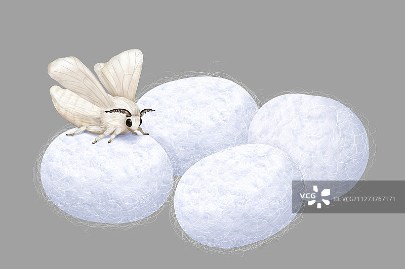 蚕蛾羽化图片素材