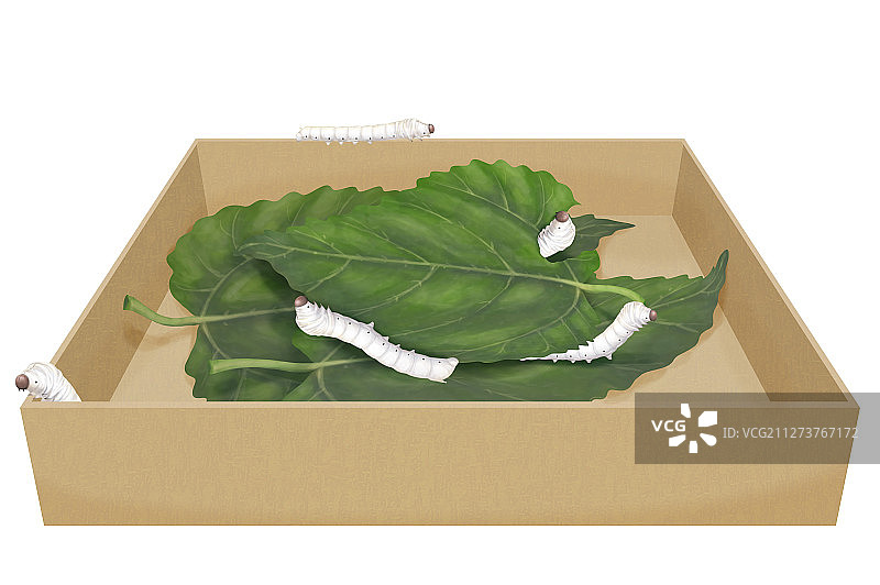 纸箱内养蚕宝宝图片素材