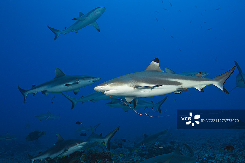法属波利尼西亚莫雷阿岛的黑鳍礁鲨图片素材