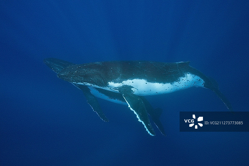 法属波利尼西亚莫雷阿岛的座头鲸图片素材