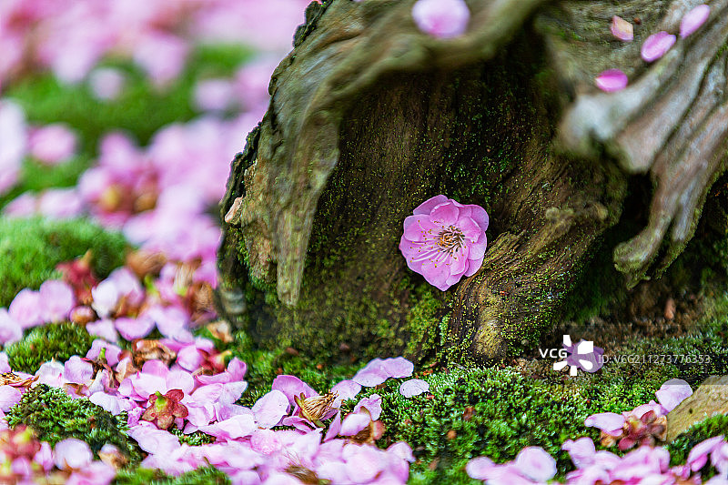 江苏省无锡市梅园风景区梅花开放图片素材