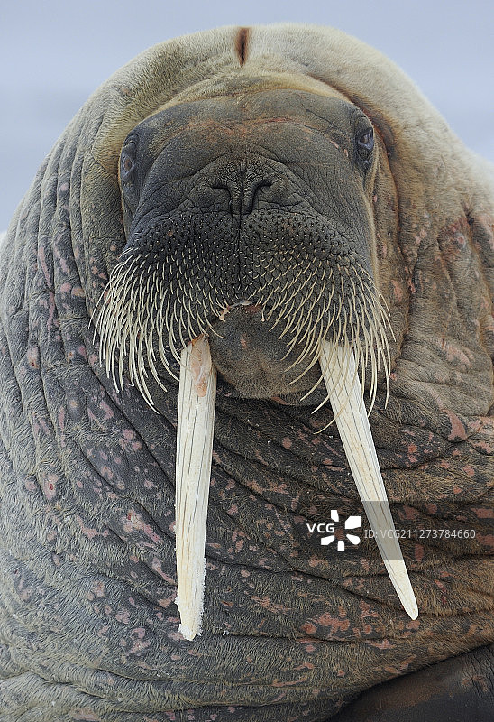 海象，斯瓦尔巴特群岛，挪威图片素材
