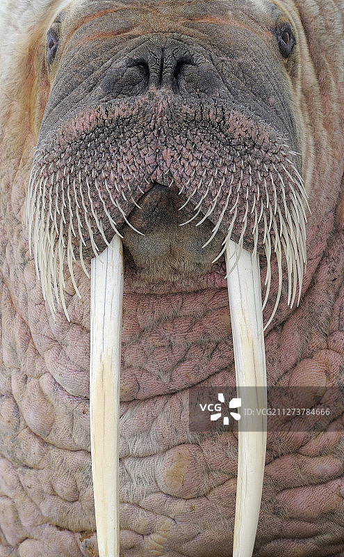 海象，斯瓦尔巴特群岛，挪威图片素材