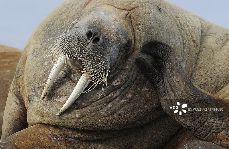 海象，斯瓦尔巴特群岛，挪威图片素材