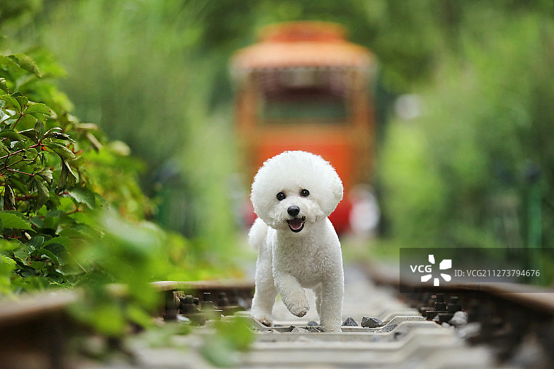 火车轨道上的小狗图片素材