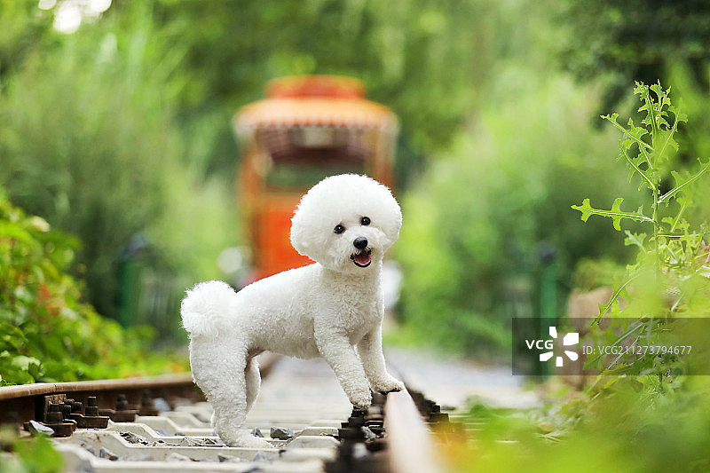 火车轨道上的小狗图片素材