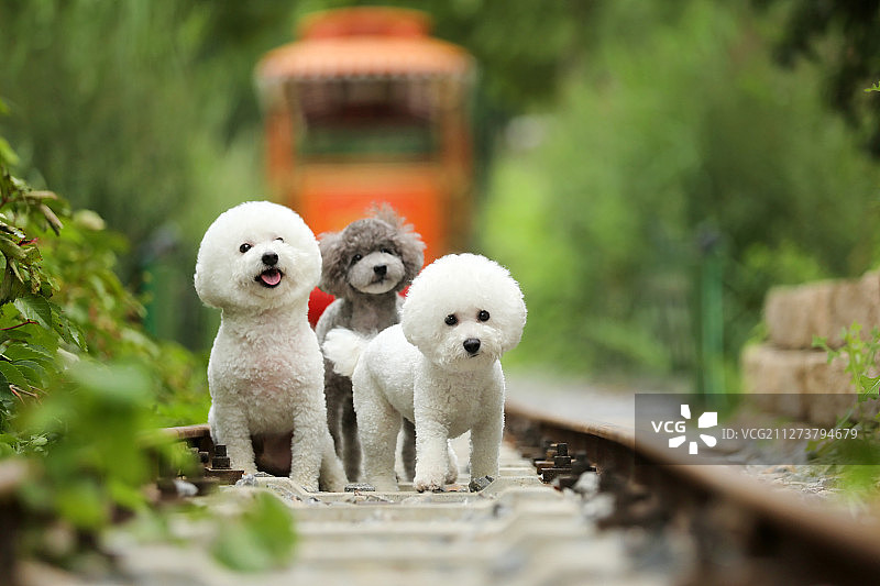 火车轨道上的三只小狗图片素材