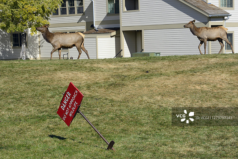 美国怀俄明州黄石国家公园的美洲马鹿图片素材