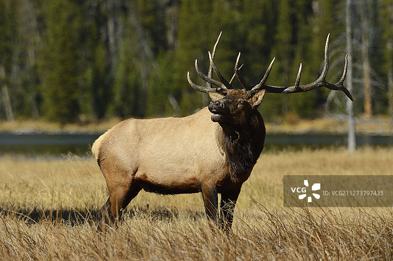 美国麋鹿，加拿大马鹿，美国怀俄明州黄石国家公园图片素材