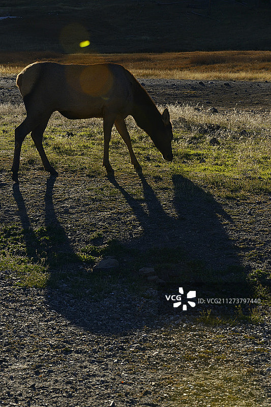 美国怀俄明州黄石国家公园的美洲马鹿图片素材