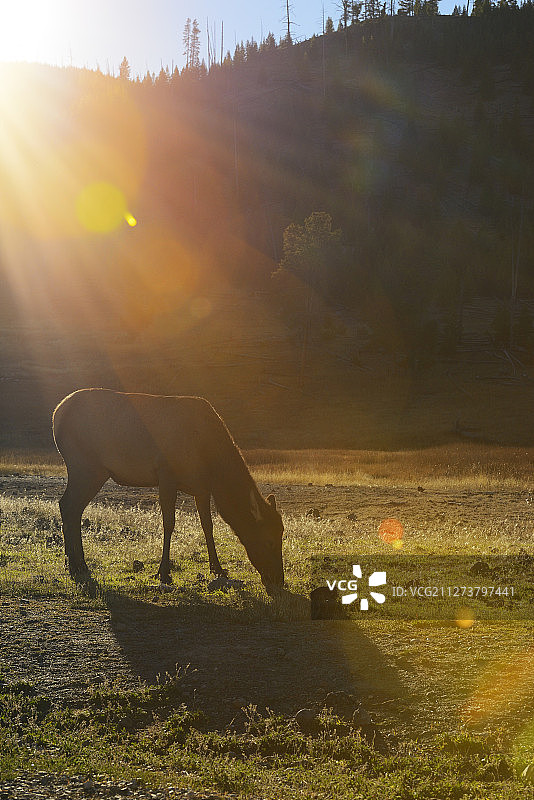 美国怀俄明州黄石国家公园的美洲马鹿图片素材