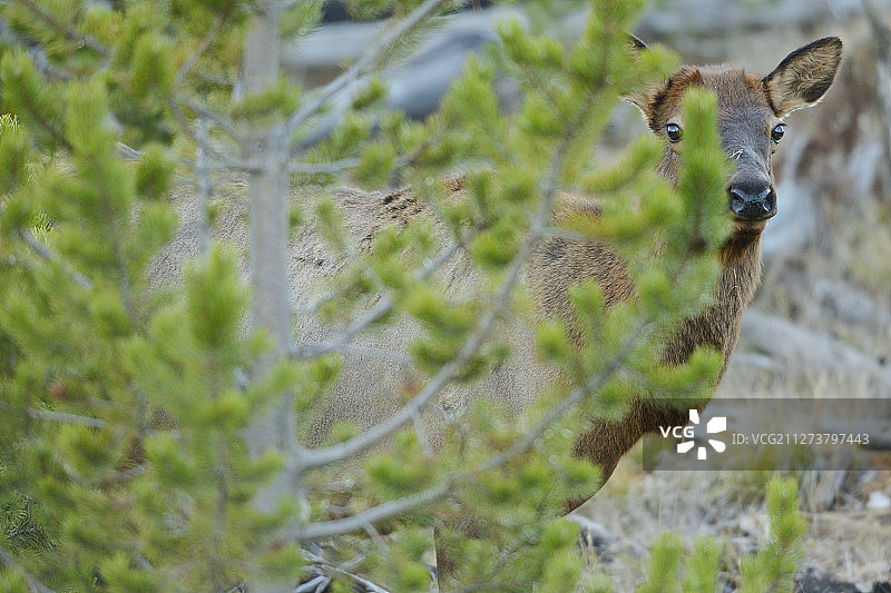 美国怀俄明州黄石国家公园的美洲马鹿图片素材