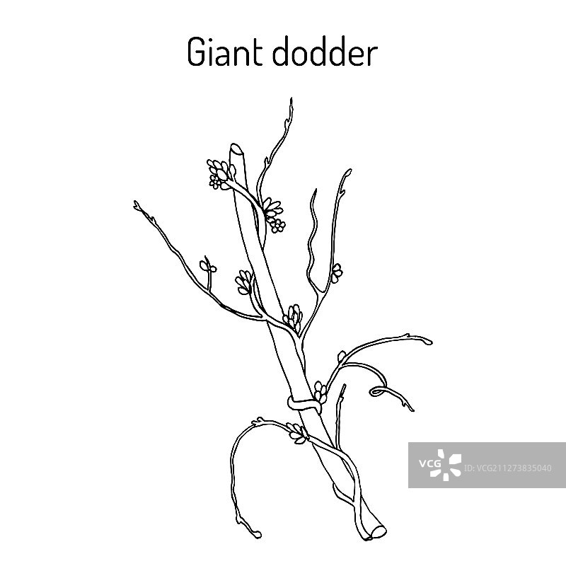 巨型菟丝子草药图片素材