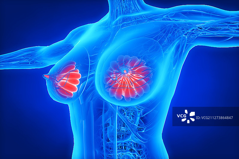 3D人体乳腺图片素材