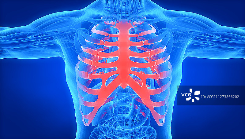 3D人体胸骨图片素材