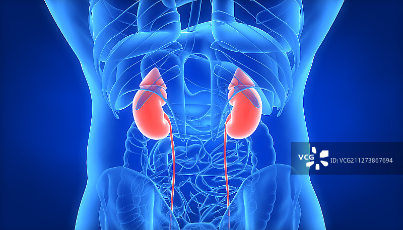 3D人体肾脏图片素材