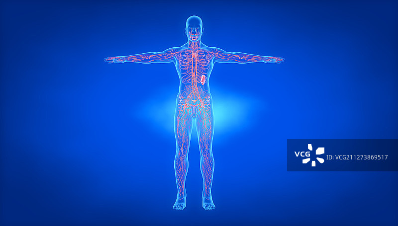 3D人体淋巴系统图片素材
