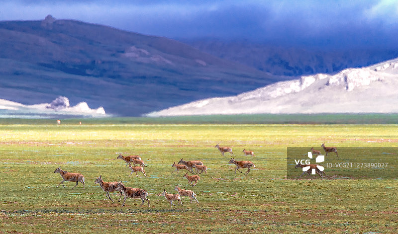 藏羚羊图片素材