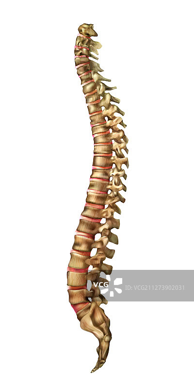 人类脊柱骨骼和脊椎关节图片素材